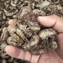 蝉蜕，陕西秦岭大山深处铁皮大壳蝉蜕，欢迎来电洽谈