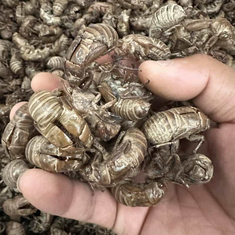 蝉蜕，陕西秦岭大山深处铁皮大壳蝉蜕，欢迎来电洽谈