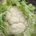 25年汉中白花菜花加工厂花白紧凑，一手货源全国发货