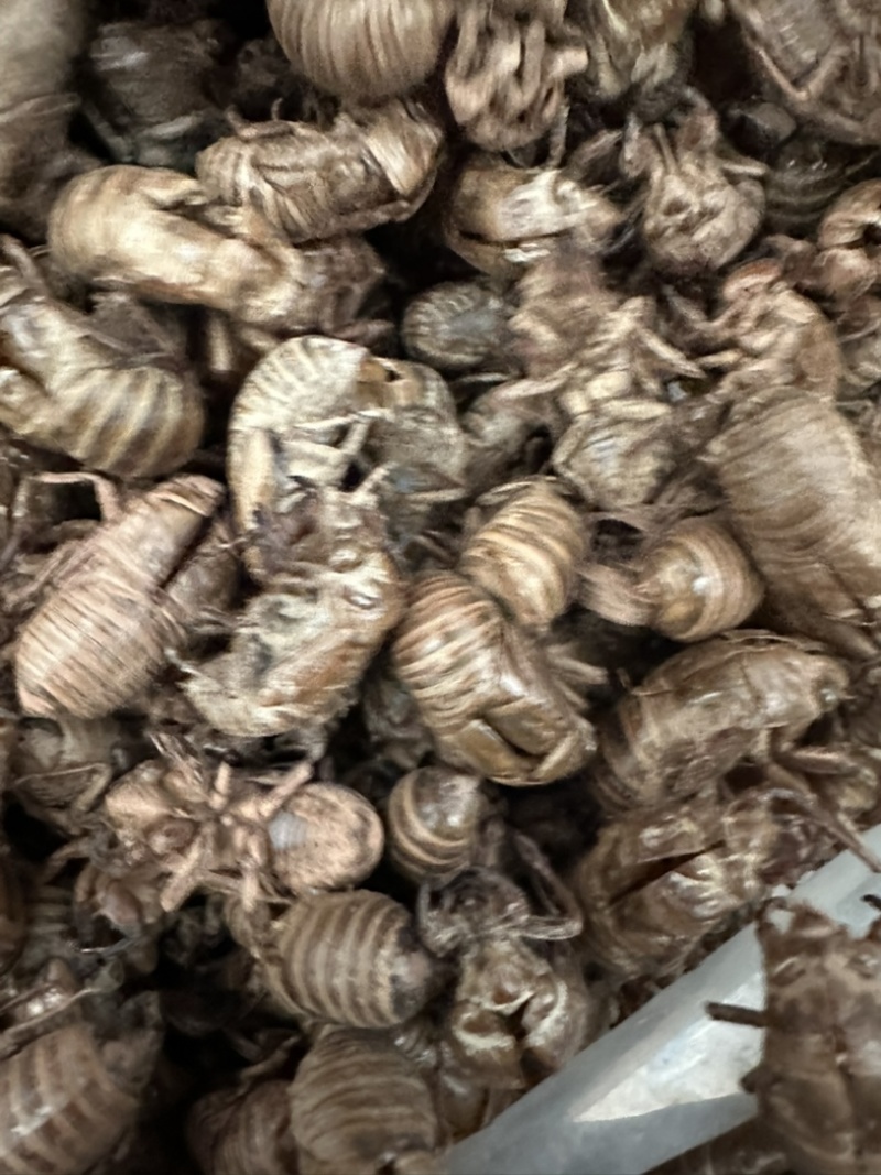 蝉蜕，陕西秦岭大山深处铁皮大壳蝉蜕，欢迎来电洽谈