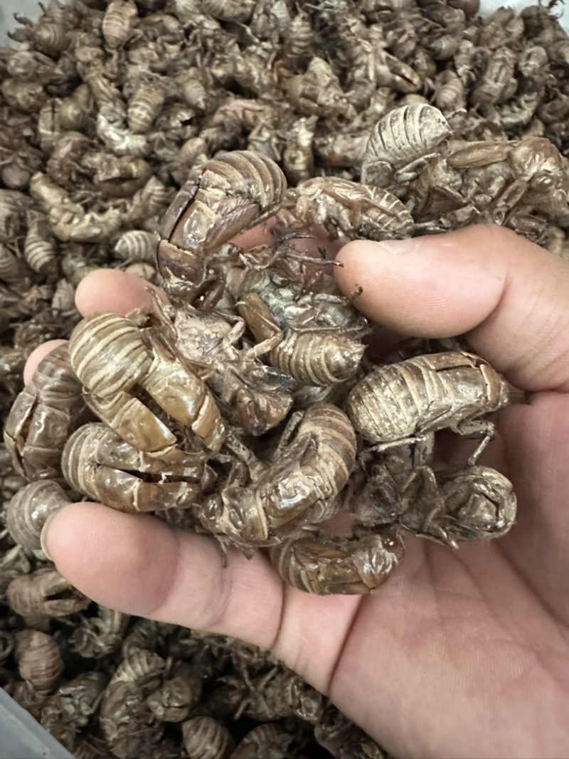 蝉蜕，陕西秦岭大山深处铁皮大壳蝉蜕，欢迎来电洽谈