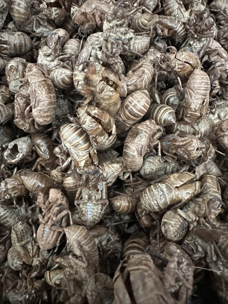 蝉蜕，陕西秦岭大山深处铁皮大壳蝉蜕，欢迎来电洽谈