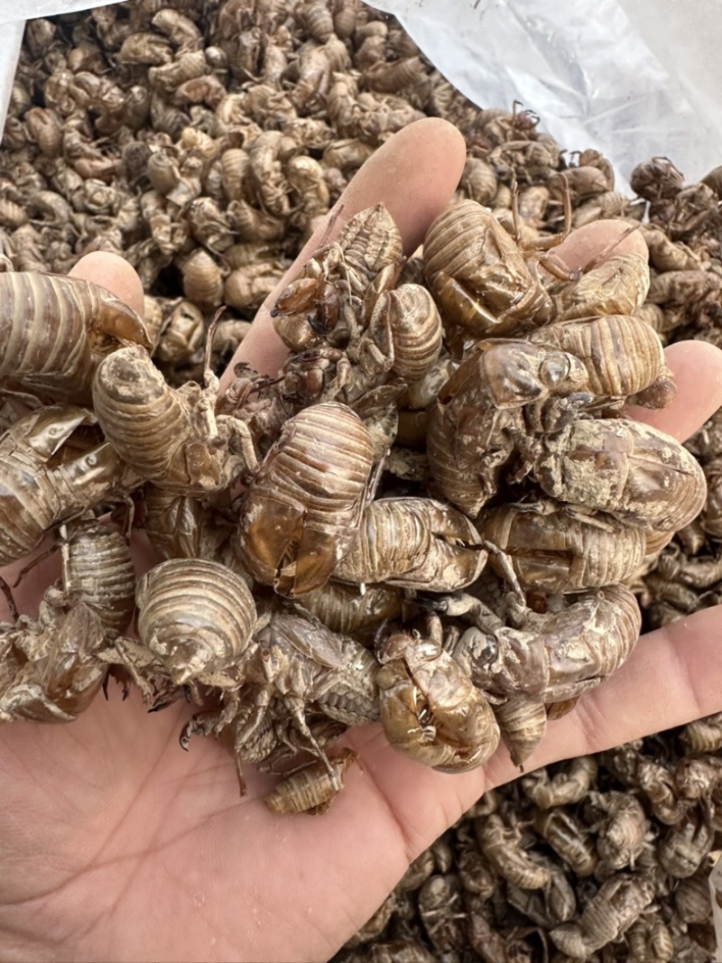 蝉蜕，陕西秦岭大山深处铁皮大壳蝉蜕，欢迎来电洽谈