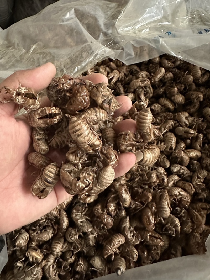 蝉蜕，陕西秦岭大山深处铁皮大壳蝉蜕，欢迎来电洽谈