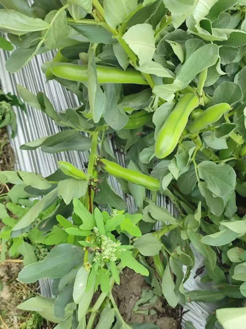 江苏大蚕豆，电商货精品货都有，长期供应都是大白玉，大版豆