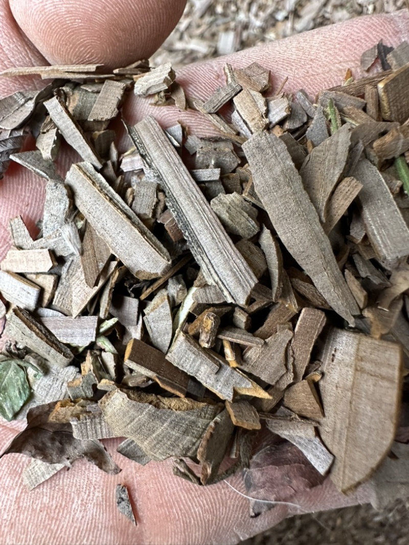 鬼箭羽，陕西鬼箭羽手工大片，产地直销，大货供应，