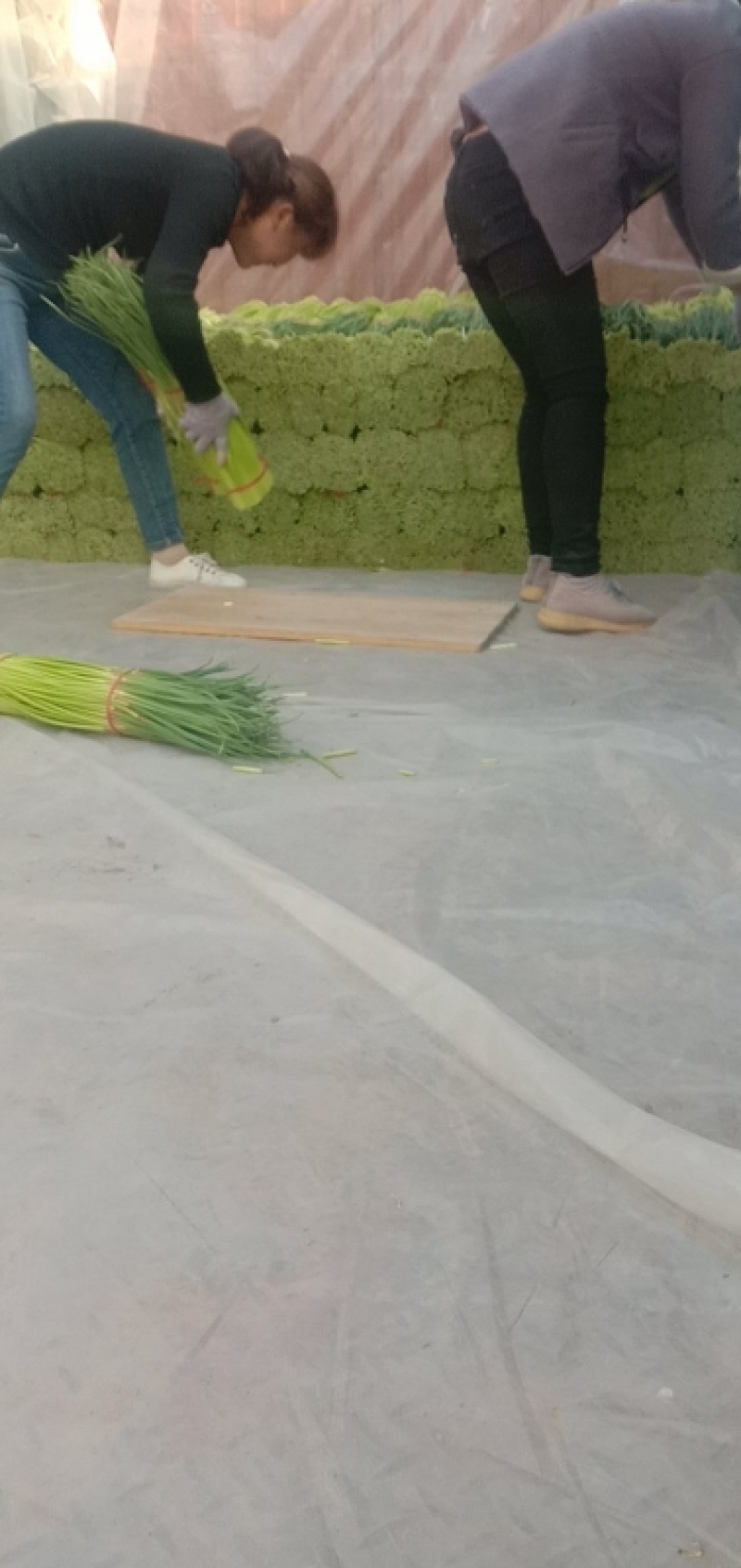 新鲜蒜薹，大量上市，供各大市场电商平台大型超市