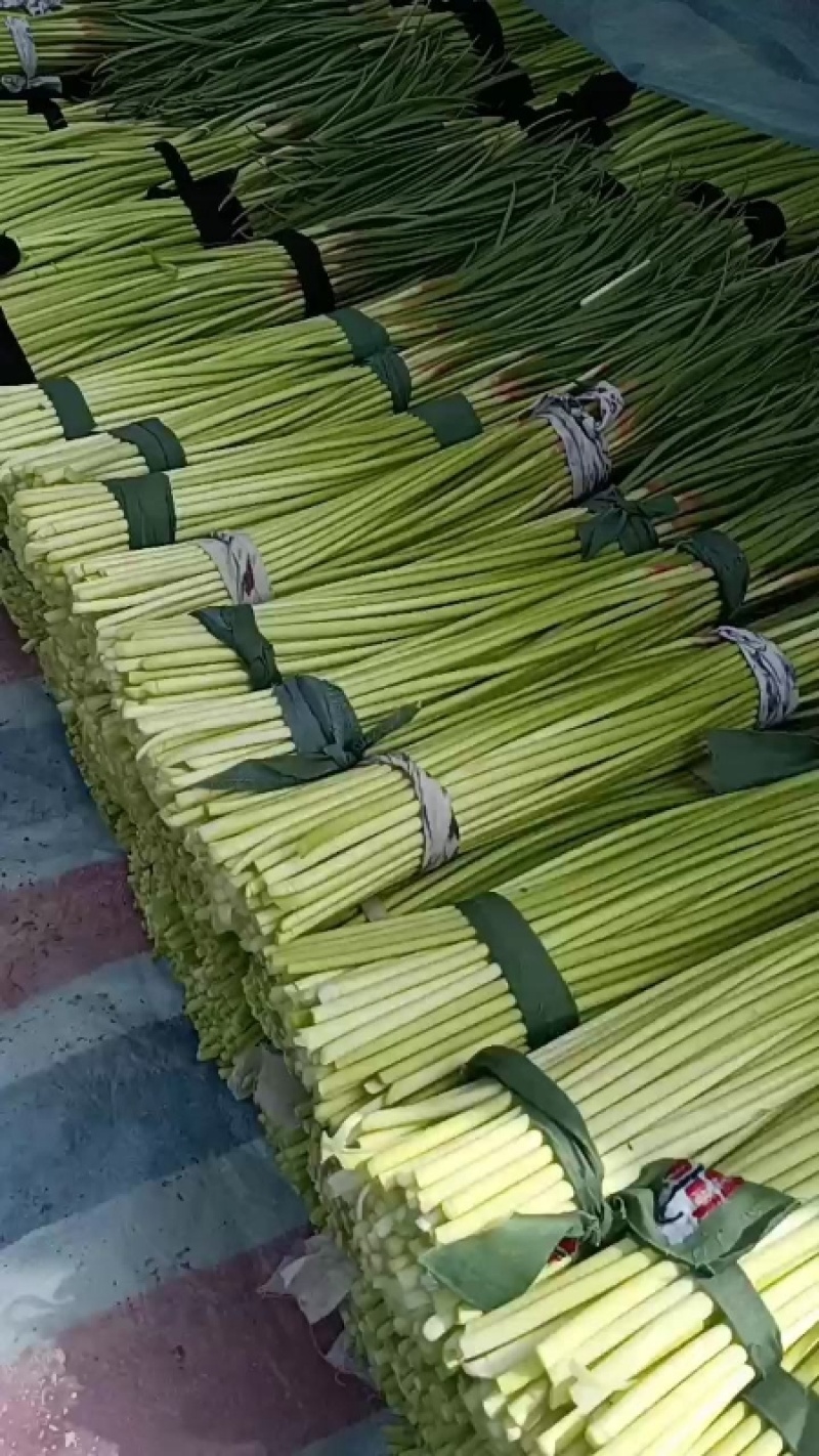 新鲜蒜薹，大量上市，供各大市场电商平台大型超市