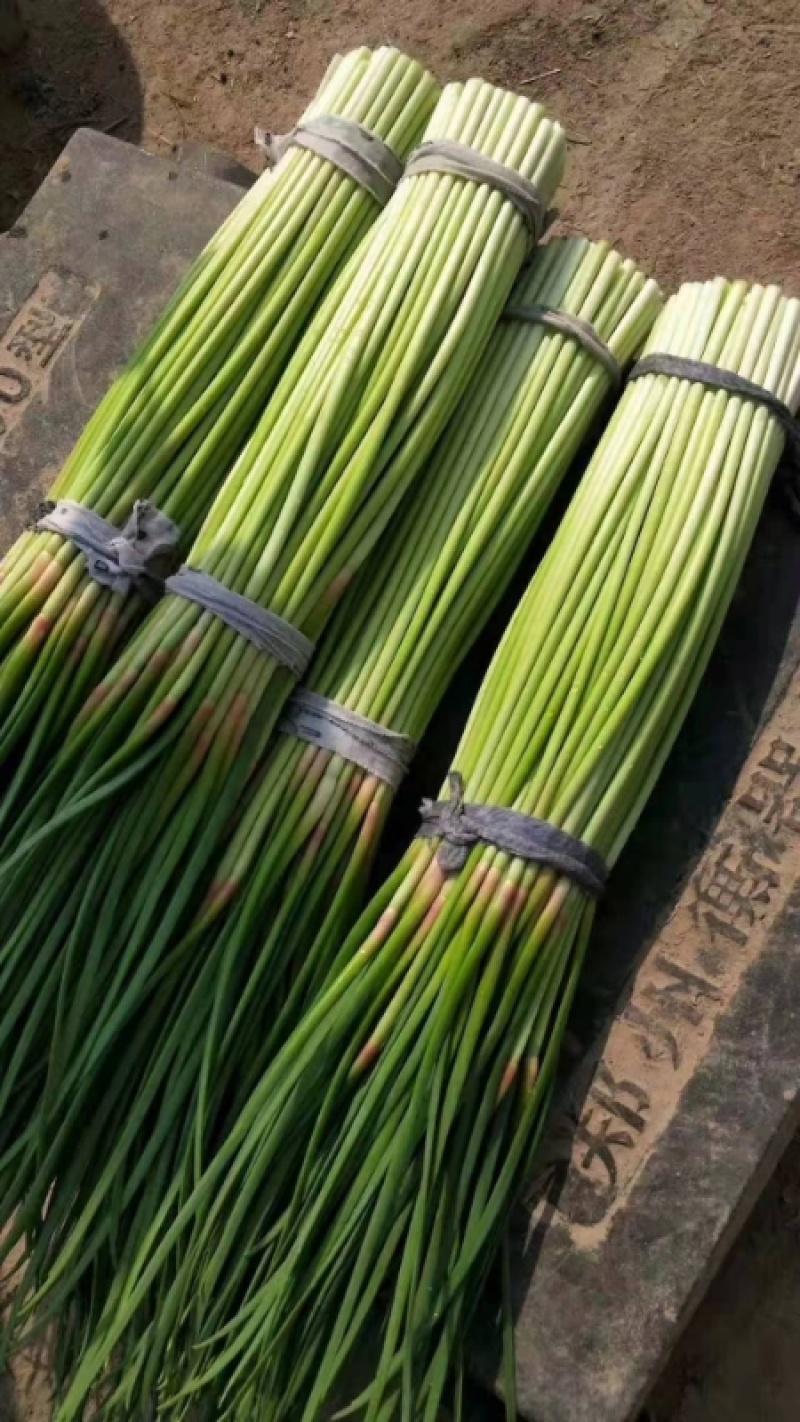 新鲜蒜薹，大量上市，供各大市场电商平台大型超市
