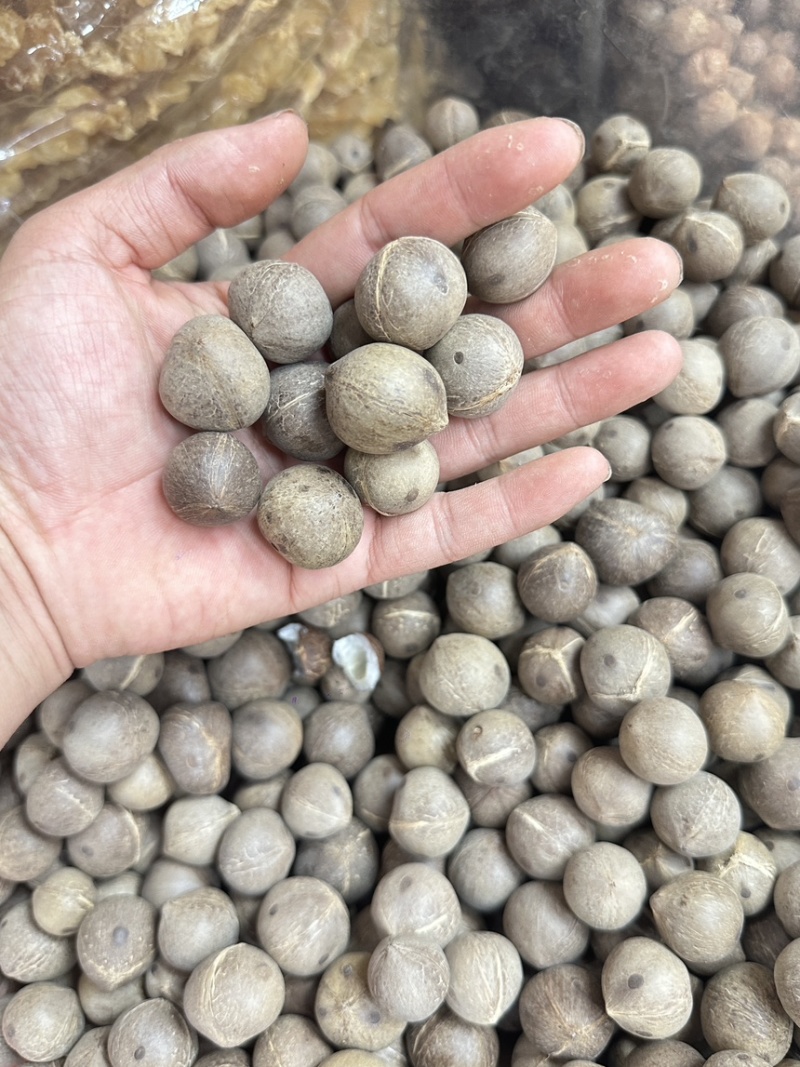 海椰皇小椰子价格优势欢迎批发包邮发货