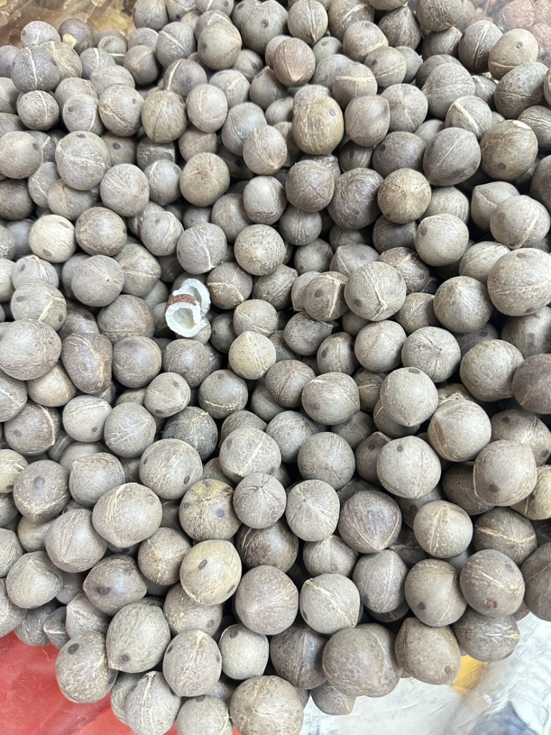 海椰皇小椰子价格优势欢迎批发包邮发货