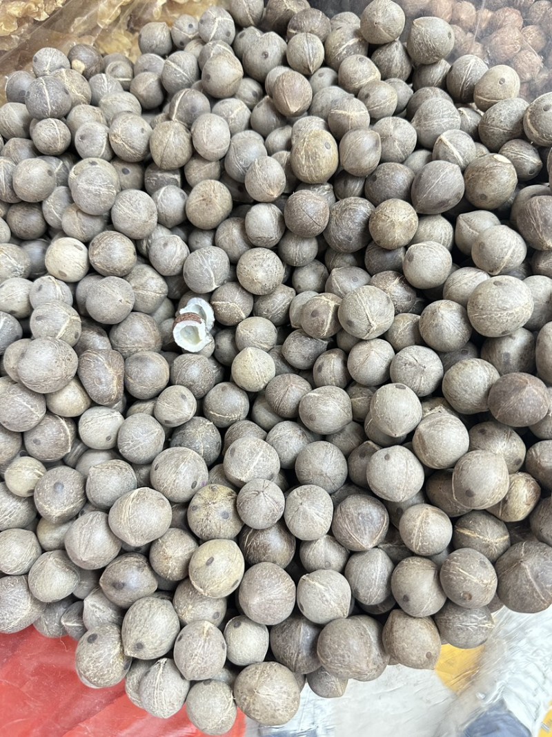 海椰皇小椰子价格优势欢迎批发包邮发货