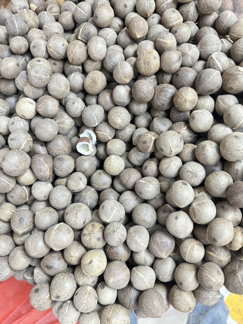 海椰皇小椰子价格优势欢迎批发包邮发货