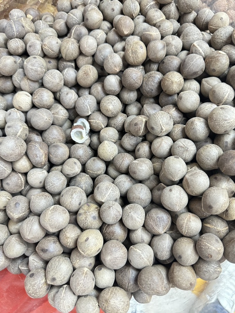 海椰皇小椰子价格优势欢迎批发包邮发货