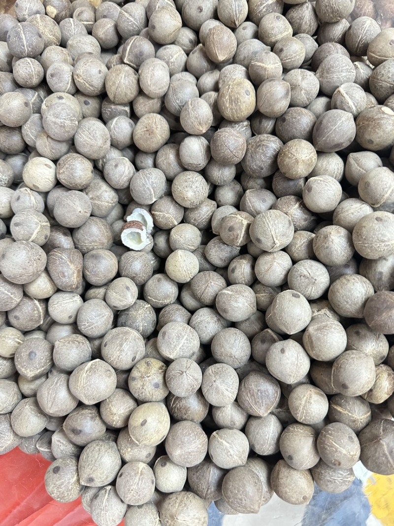 海椰皇小椰子价格优势欢迎批发包邮发货