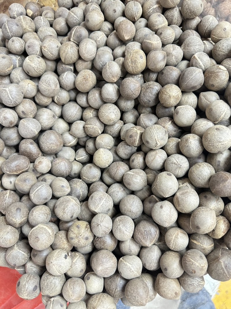 海椰皇小椰子价格优势欢迎批发包邮发货