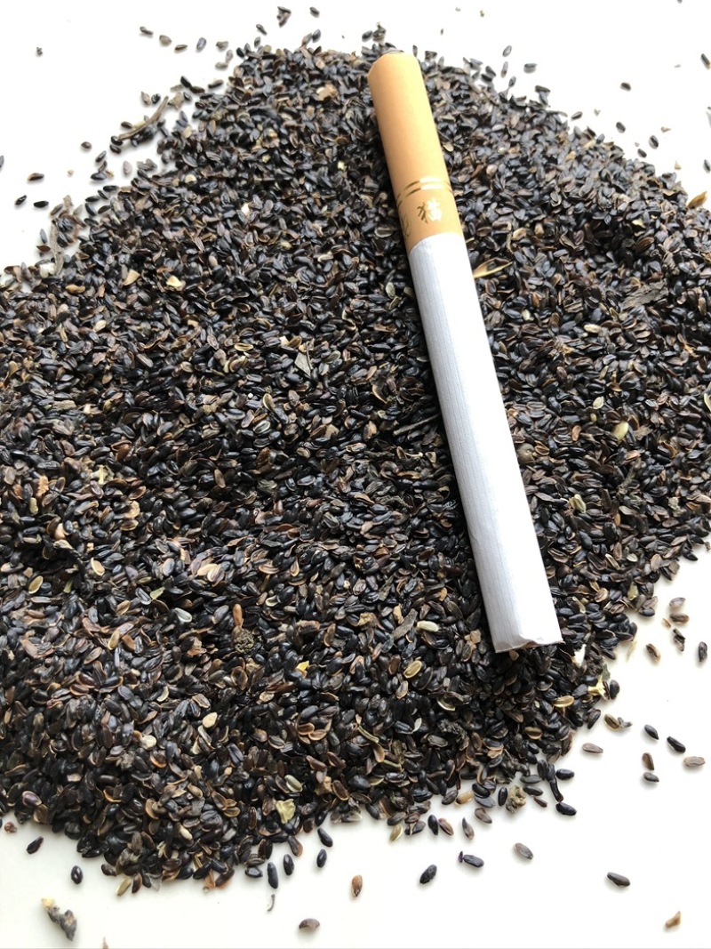 桔梗种籽，陕西商洛地产纯新桔梗种籽，欢迎新老客户合作