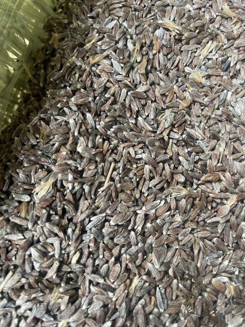 苍术籽，纯朱砂点苍术种籽，过风过筛，保质保量，欢迎下单