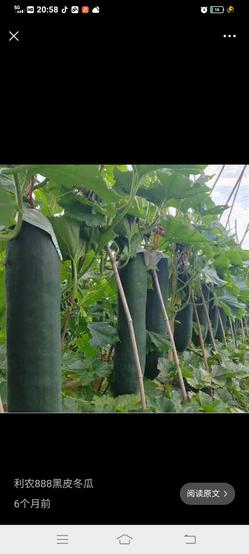 冬瓜苗优质高产抗病黑皮冬瓜苗一串铃冬瓜苗中通当天发货