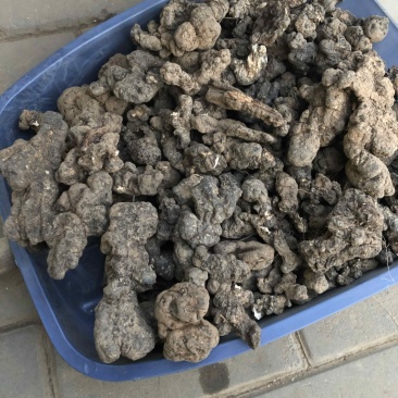 猪苓，陕西产地泥地猪苓个子，个头大形状好，欢迎购买