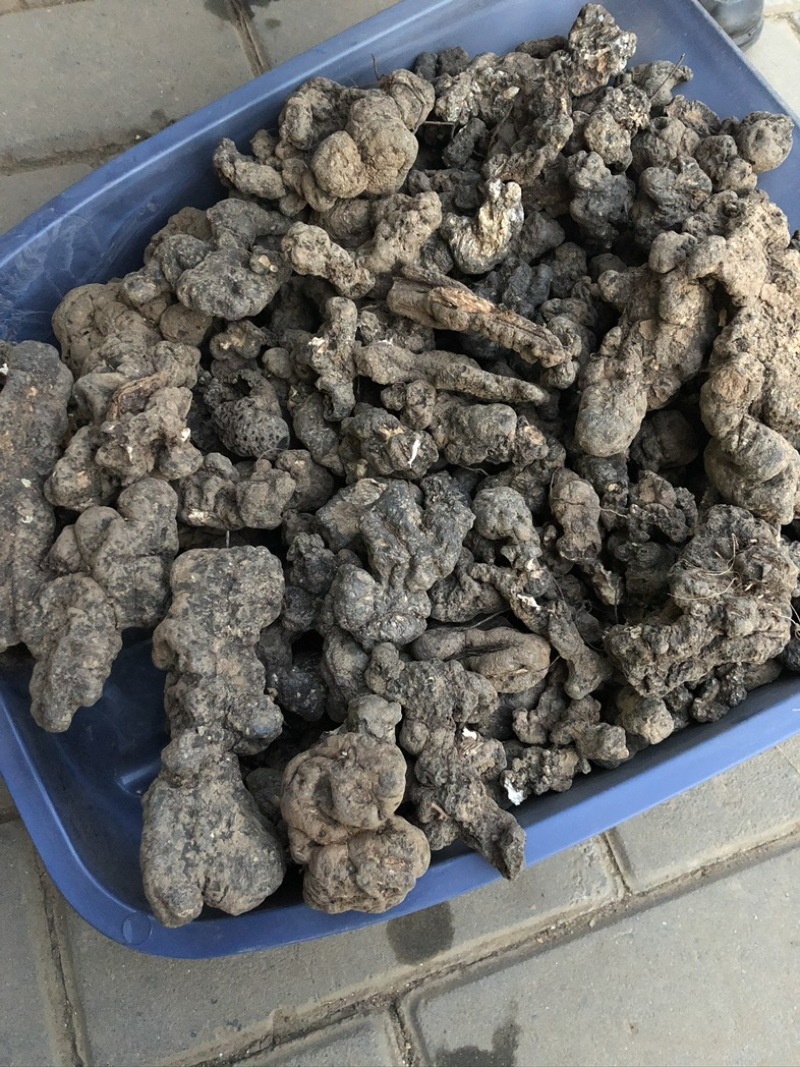 猪苓，陕西产地泥地猪苓个子，个头大形状好，欢迎购买