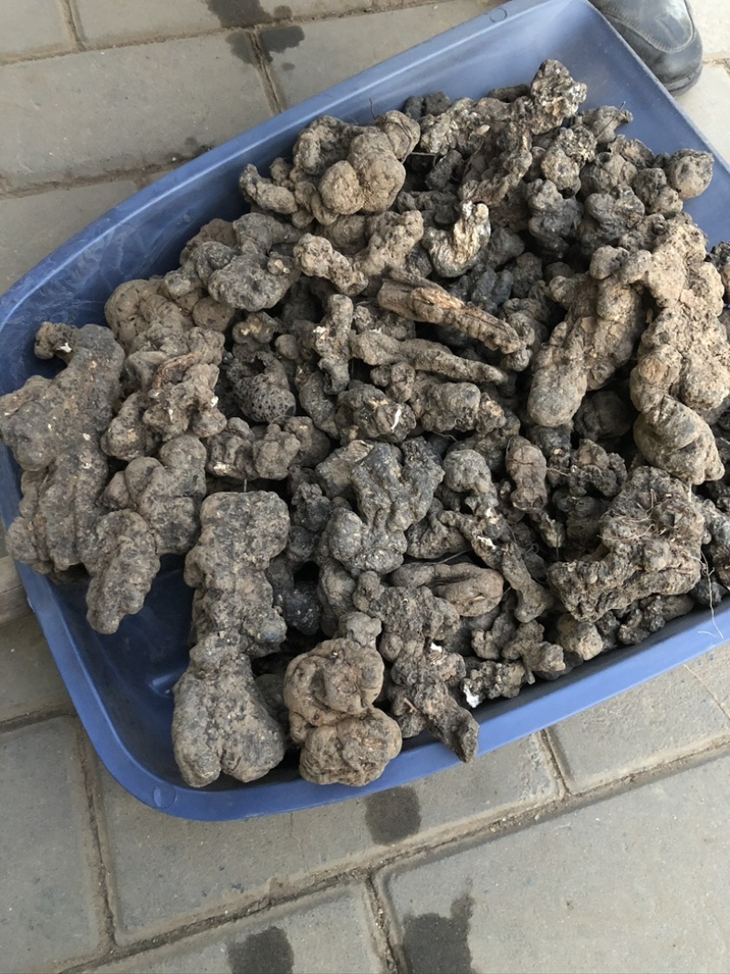 猪苓，陕西产地泥地猪苓个子，个头大形状好，欢迎购买