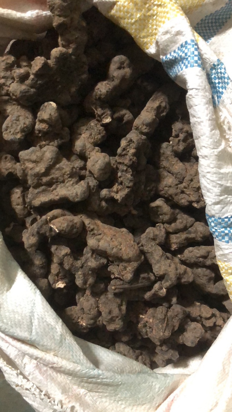 猪苓，陕西产地泥地猪苓个子，个头大形状好，欢迎购买