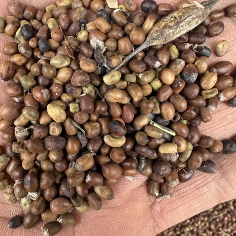 陕西商洛苦参种籽，精品种籽大量上市，欢迎选购