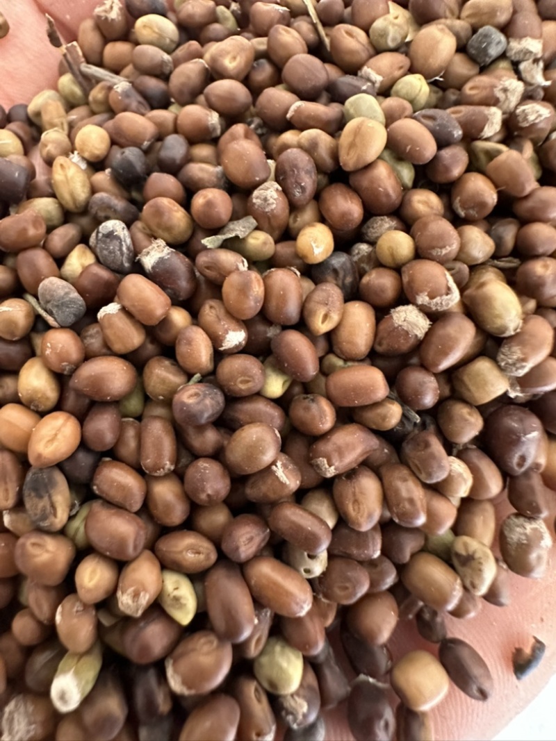 陕西商洛苦参种籽，精品种籽大量上市，欢迎选购