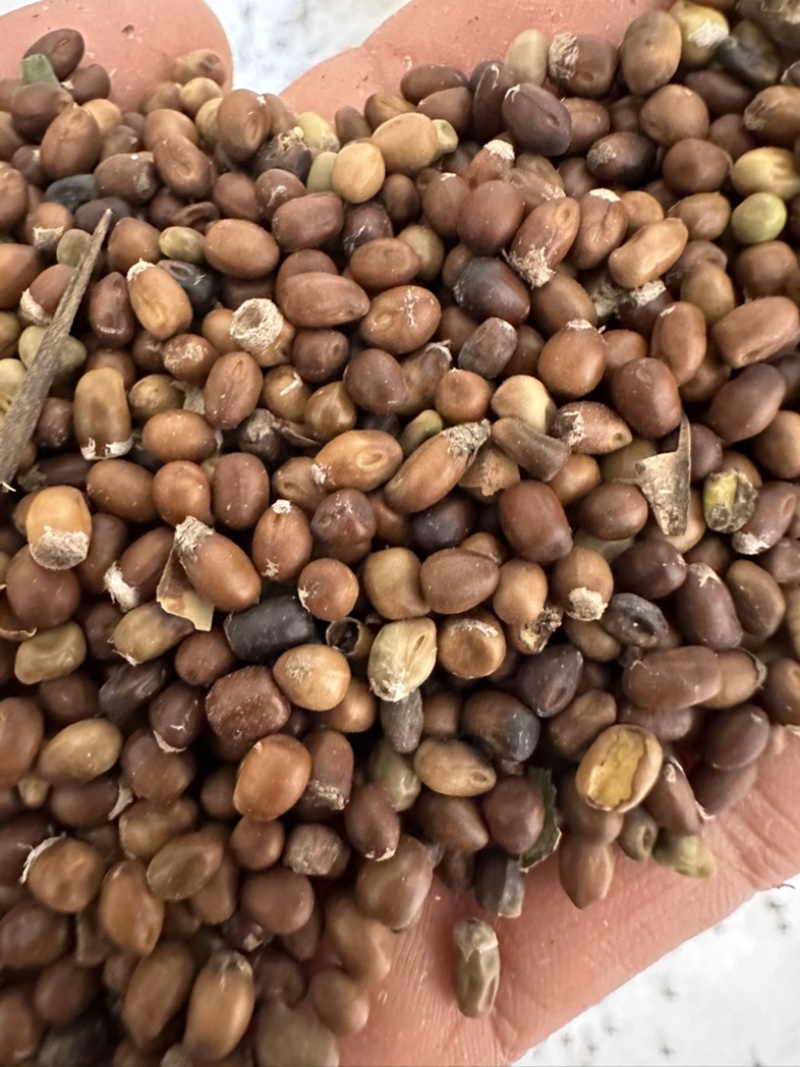 陕西商洛苦参种籽，精品种籽大量上市，欢迎选购