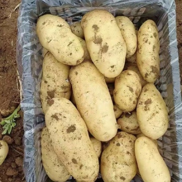 土豆山东土豆基地直发保质保量供货价钱实惠