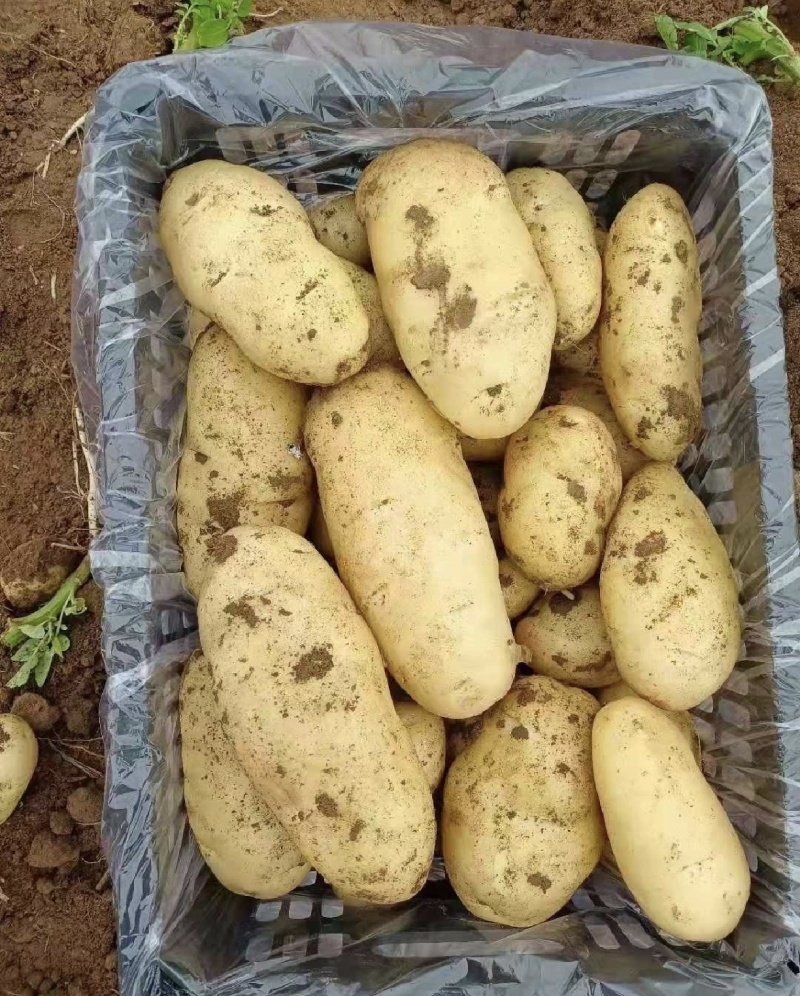 土豆山东土豆基地直发保质保量供货价钱实惠