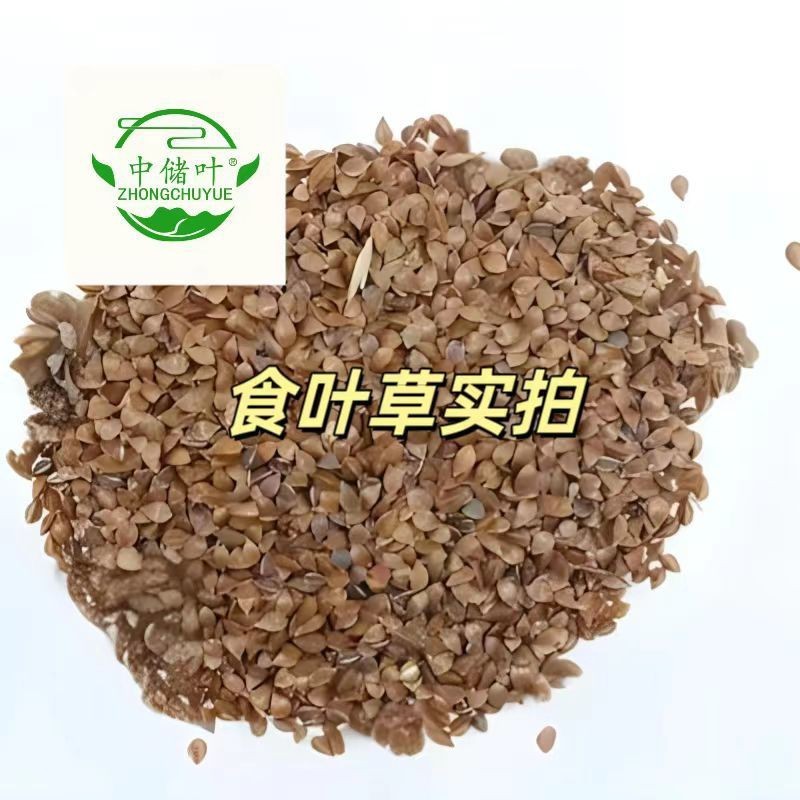 食叶草，食品级，柏教授研究院引进一代，高蛋白、全营养