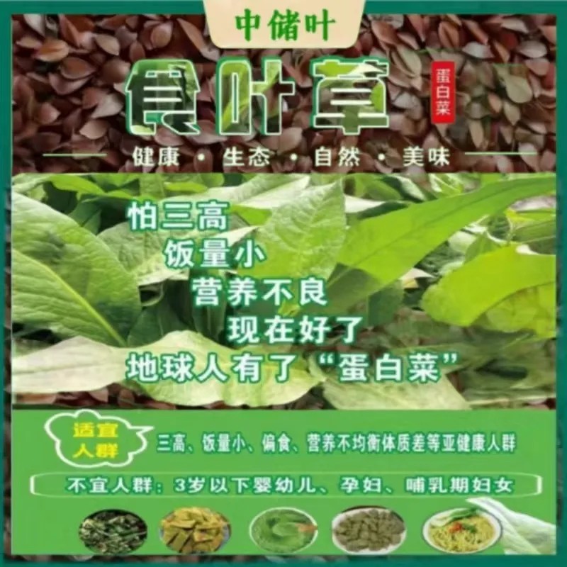 食叶草，食品级，柏教授研究院引进一代，高蛋白、全营养
