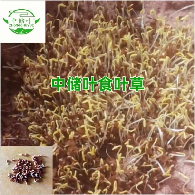 食叶草，食品级，柏教授研究院引进一代，高蛋白、全营养