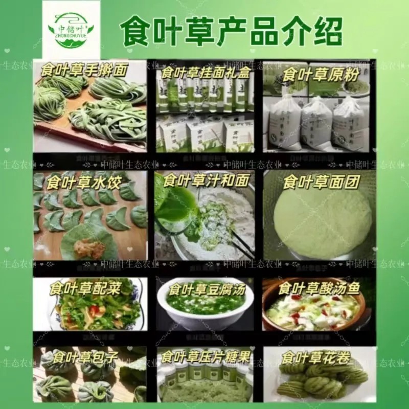食叶草，食品级，柏教授研究院引进一代，高蛋白、全营养