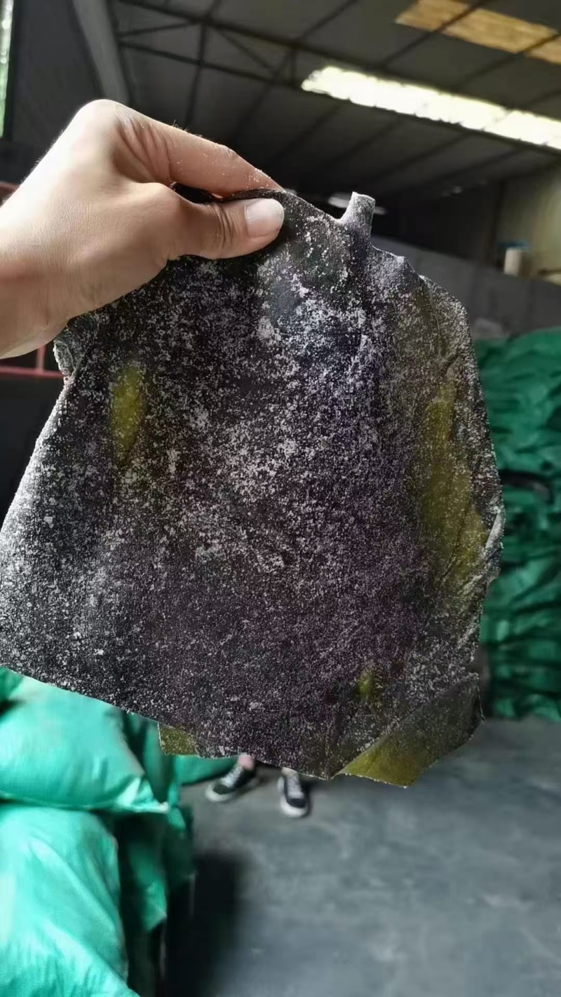 精品半干海带头，很厚，质量好，颜色绿江湖地摊展销会超火爆