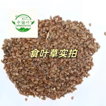 食叶草，食品级，柏教授研究院引进一代，高蛋白、全营养
