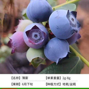 薄雾蓝莓苗，产量高，好养，耐寒耐旱，不分地区