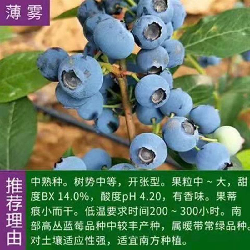 薄雾蓝莓苗，产量高，好养，耐寒耐旱，不分地区