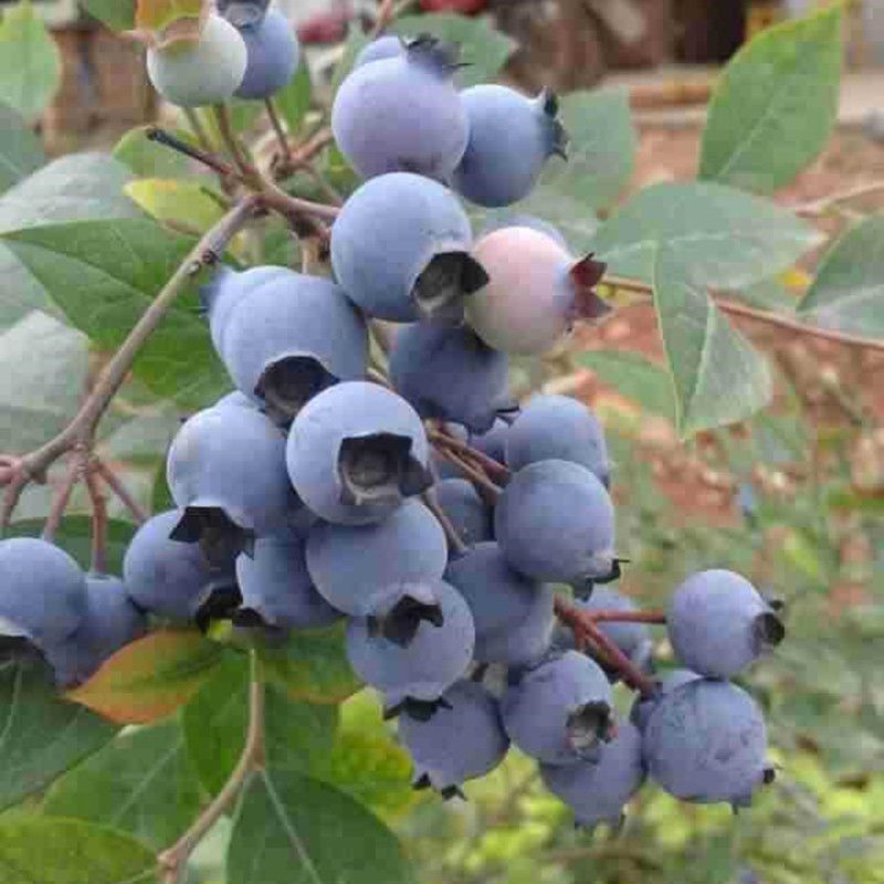 薄雾蓝莓苗，产量高，好养，耐寒耐旱，不分地区
