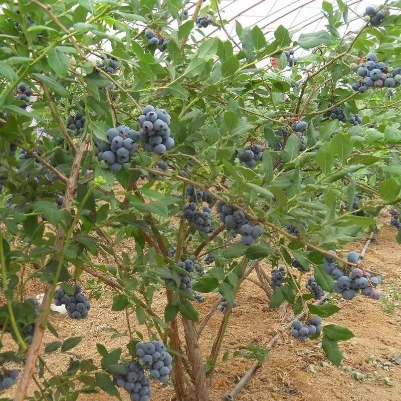薄雾蓝莓苗，产量高，好养，耐寒耐旱，不分地区