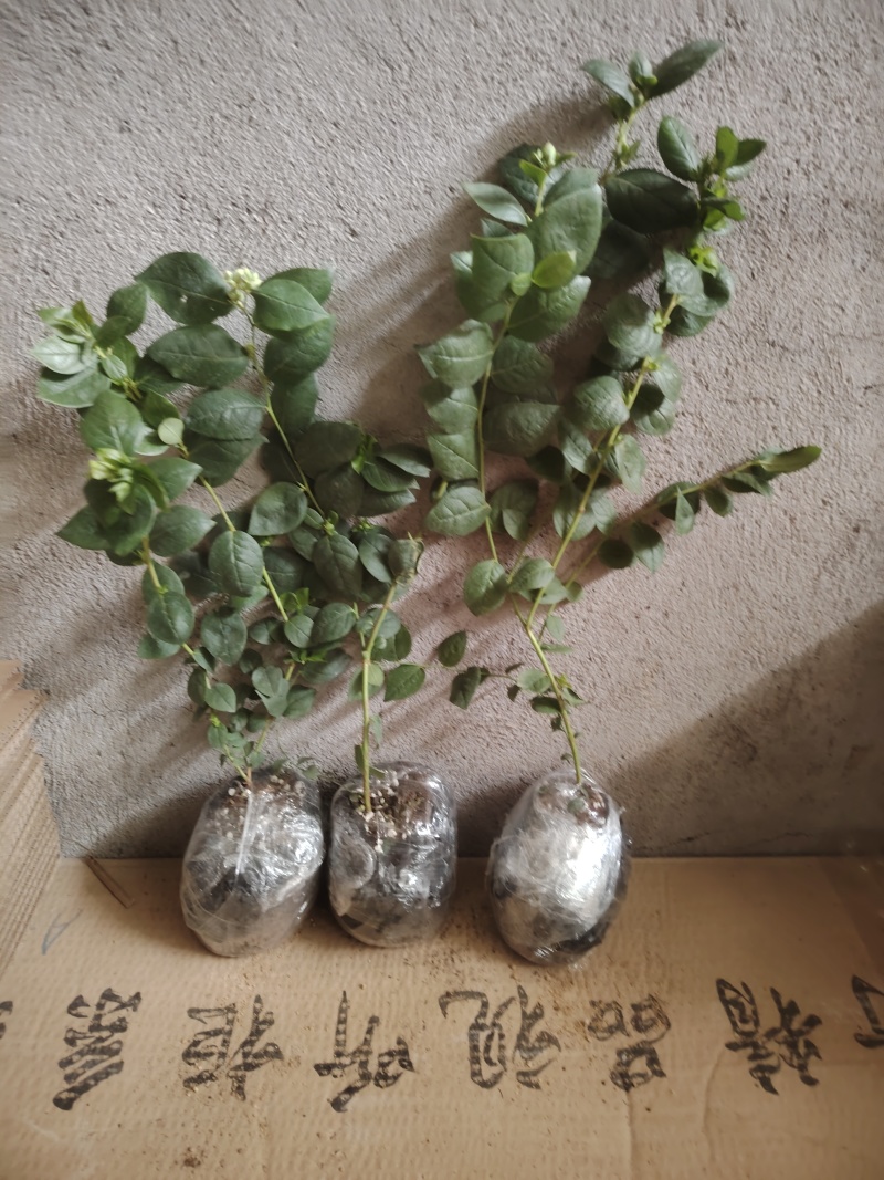 薄雾蓝莓苗，产量高，好养，耐寒耐旱，不分地区