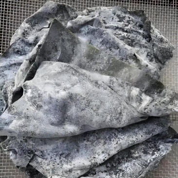 精品半干海带头，很厚，质量好，颜色绿江湖地摊展销会超火爆
