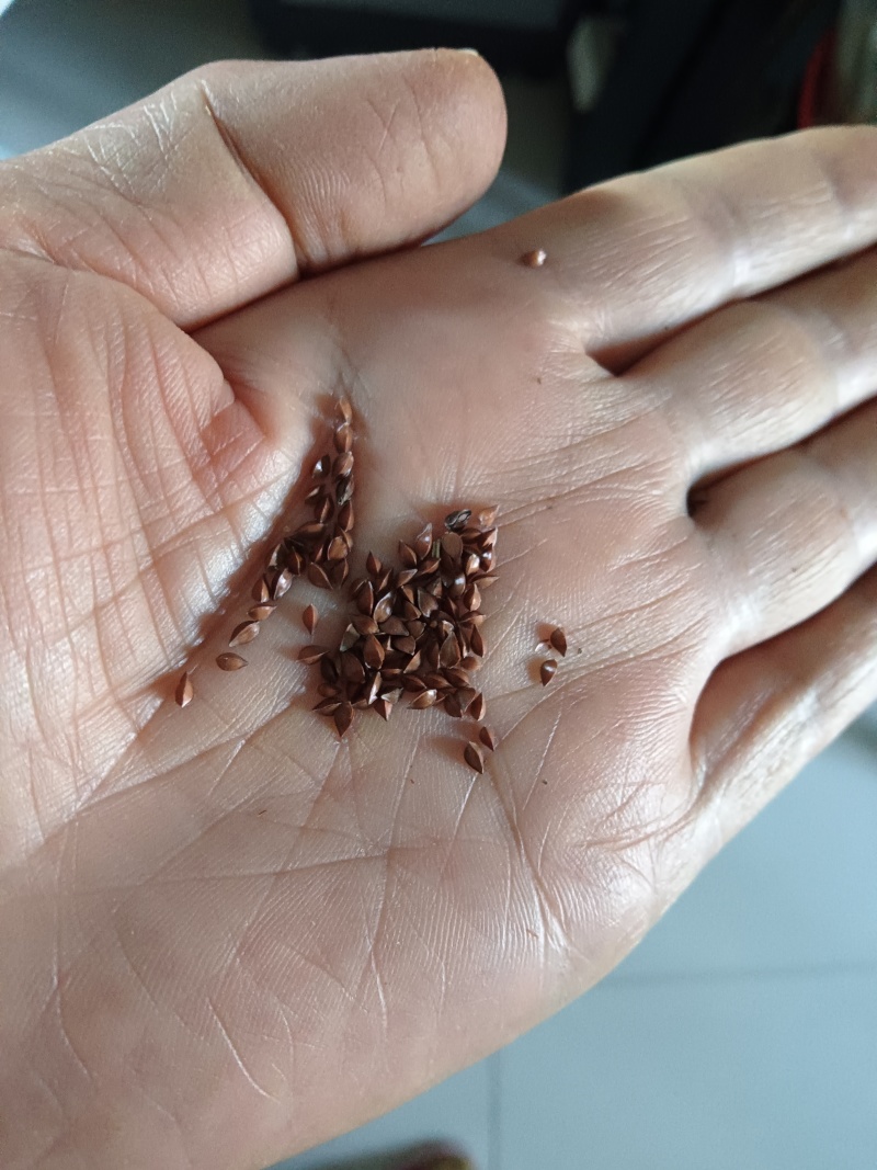 食叶草种食品级柏教授研究院引进一代种高蛋白全营养
