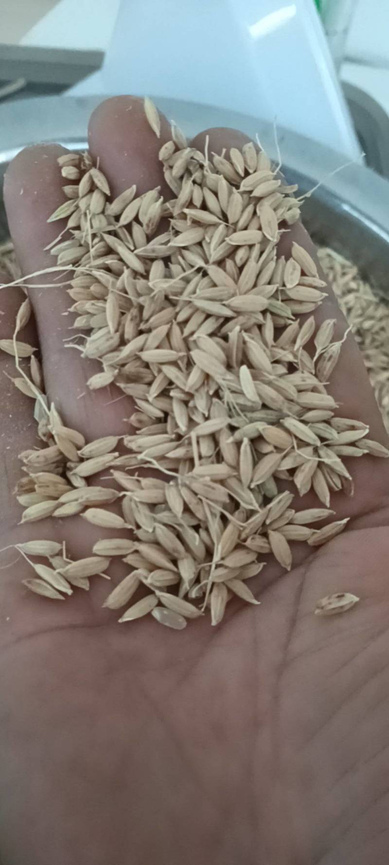 东北纯绿色富硒长粒香大米，弱碱水质，好吃，好香