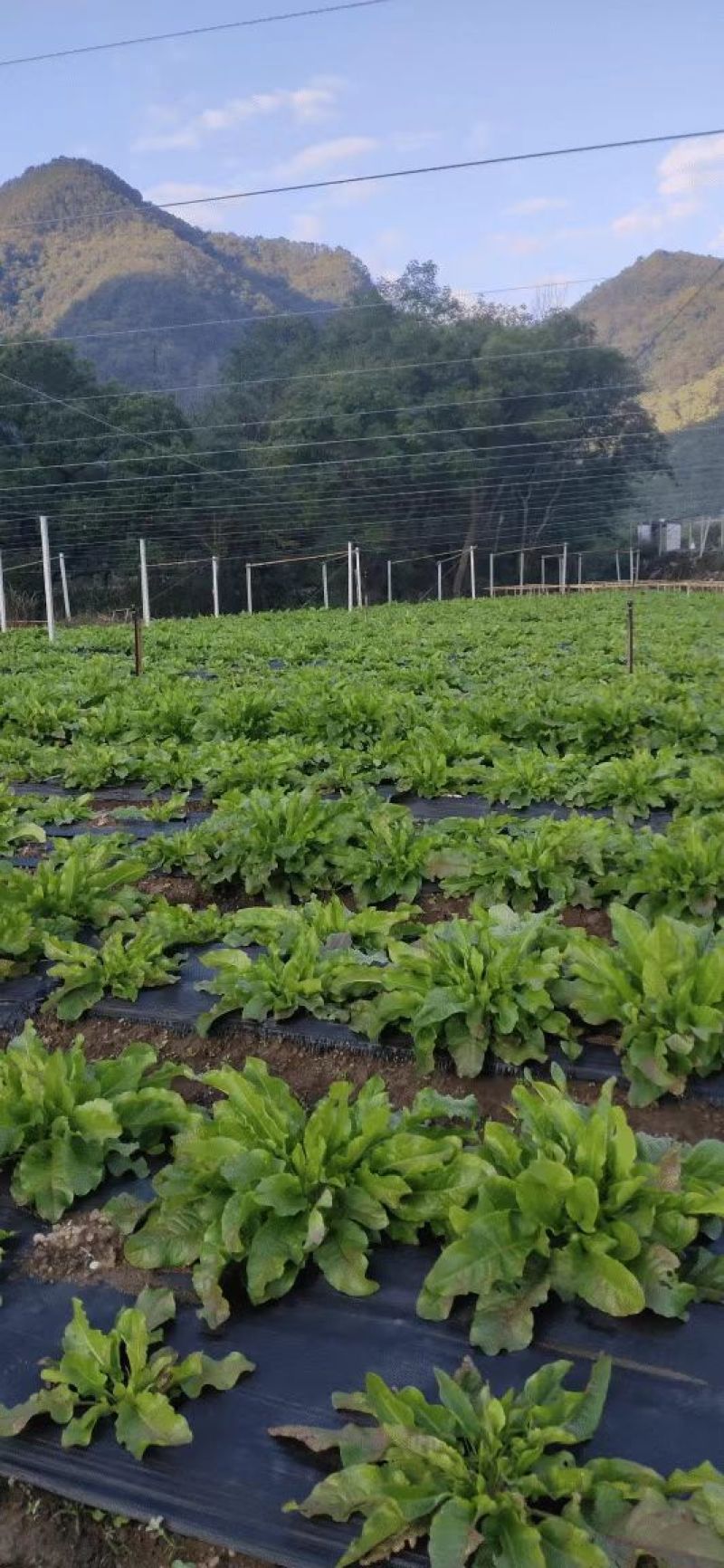 食用级精品食叶草干菜，可以直接打粉做梅干菜