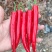 美人椒
