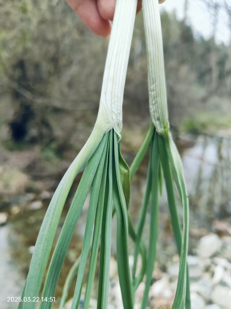 新鲜野葱，现挖发货