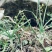 新鲜野葱，现挖发货